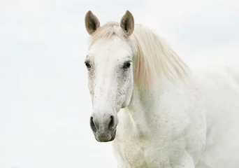 Foto op Plexiglas anti-reflex Portret van mooi wit paard © Rita Kochmarjova