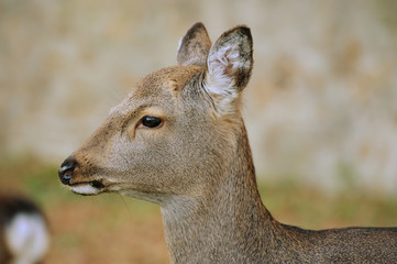 Sikahirsch