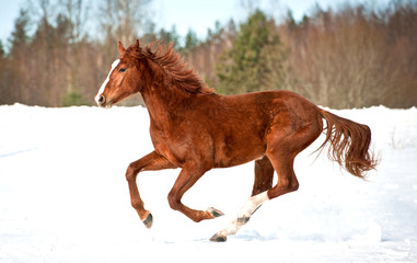 Red horse running in winter
