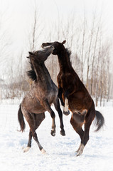 Obraz na płótnie Canvas Dwie młode konie bawiące i hodowli w zimie