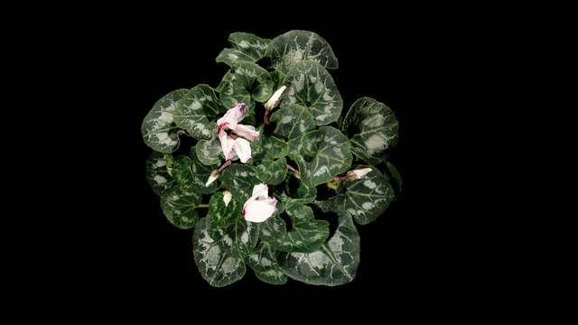 Flowering white cyclamen on the black background (Cyclamen Midor