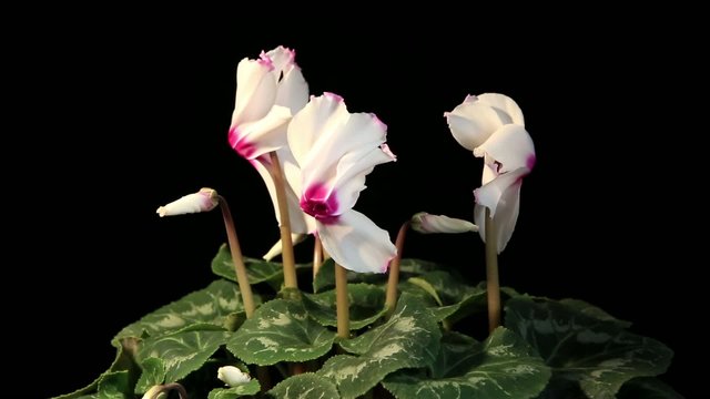 Flowering white cyclamen on the black background (Cyclamen Midor