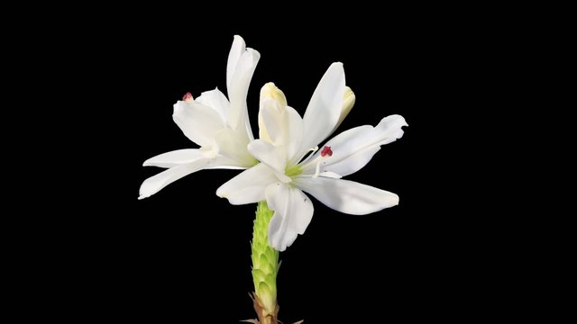 Blooming white lily flower buds ALPHA matte (Lilium Annemaries D