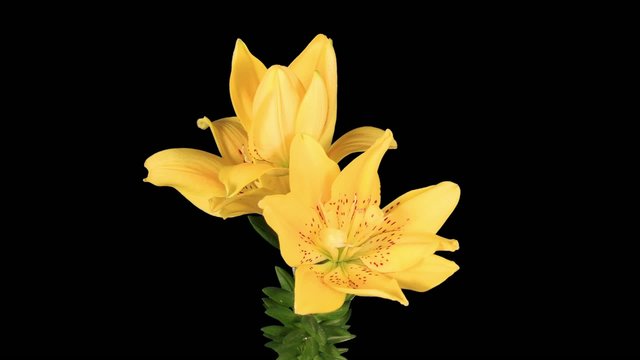 Flowering yellow lily on the black background (L. prominet)