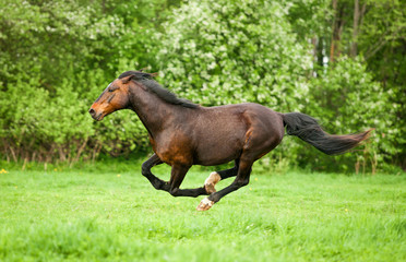 Fototapeta premium Bay horse running at field in summer