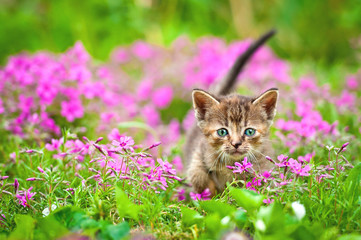 Adorable tabby kitten in flowers © Rita Kochmarjova