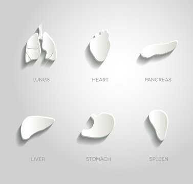 Human organs illustrations set, abstract paper design.