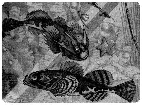 Sea-Fish : Bullhead - Chabot - Seeskorpion