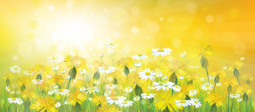 Vector of spring background with yellow chamomiles and dandelion