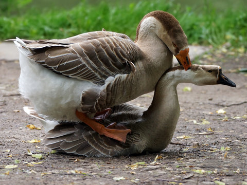 geese in the act of mating
