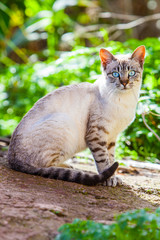 Fototapeta na wymiar Cat with blue eyes