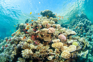 Naklejka na ściany i meble corals in the sea