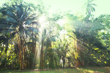 Sunny jungle