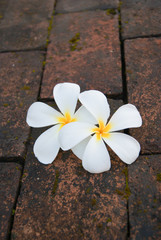 Plumeria