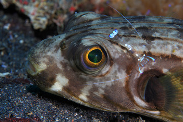 Narrow-lined puffer (Arothron manilensis)