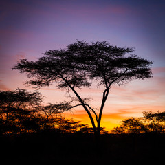 Fototapeta na wymiar Kolorowe wschód słońca w Serengeti