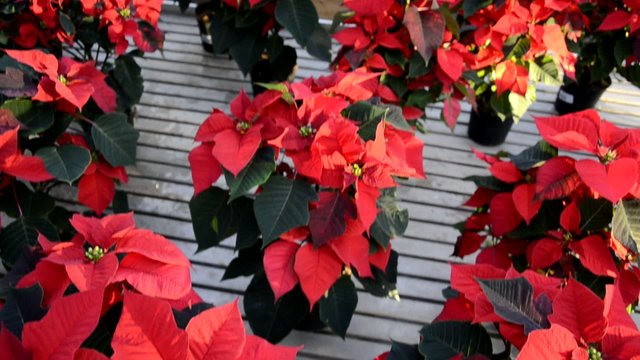 Noche Buena Euphorbia pulcherrima Atat&uuml;rk &ccedil;i&ccedil;eği