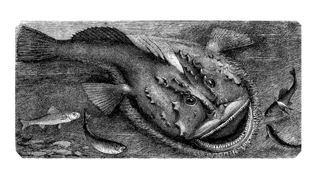 Sea-Fish : Lophius Piscatorius - Baudroie