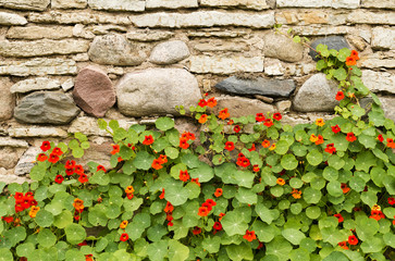 Blossoming nasturtiums against an ancient stone wall