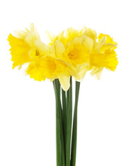 Naklejka na ściany i meble The spring bouquet of yellow narcissuses