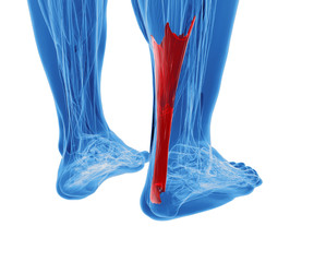 achilles tendon with lower leg muscles - obrazy, fototapety, plakaty