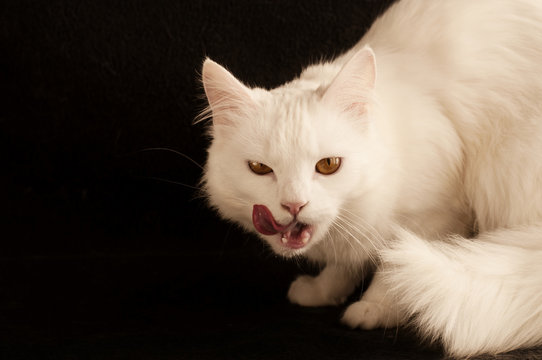 White Persian cat licking its mouth