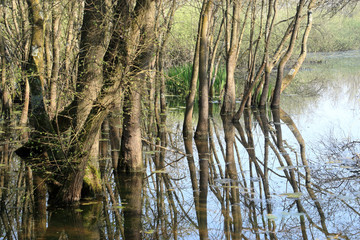 delta del po oasi di punta alberete