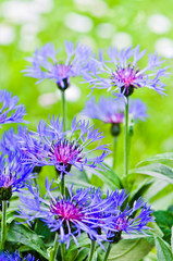 Beautiful cornflowers in the meadow, close-up