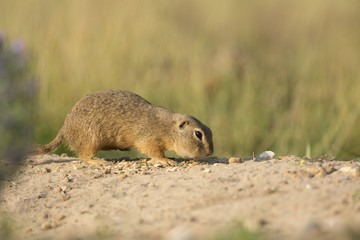 European ground squirrel