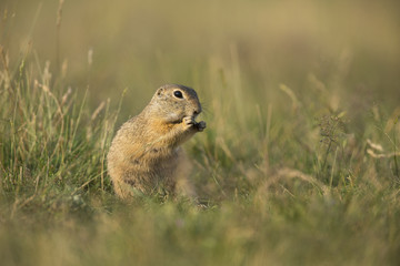 European ground squirrel