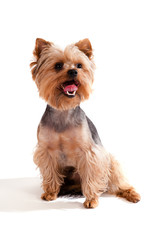 Yorkshire Terrier, sitting and looking at camera