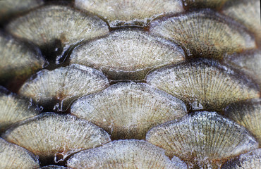 Fish scales background © kellyreekolibry