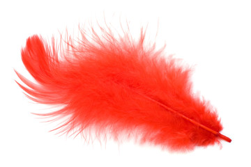 Red feather isolated on white background cutout