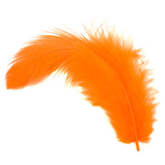Orange feather isolated on white background cutout