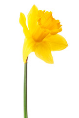 Daffodil flower or narcissus isolated on white background cutout
