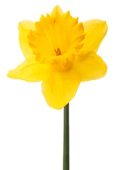  Daffodil flower or narcissus isolated on white background cutout © Natika