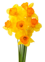 Daffodil flower or narcissus bouquet isolated on white backgro