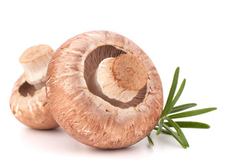 Brown champignon mushroom and rosemary leaves