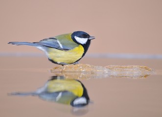 Obraz premium Great tit in the water.