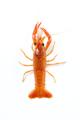 Crayfish
