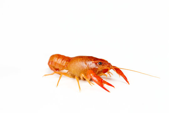 Red live crayfish on the white background
