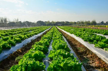 Keuken spatwand met foto Agricultural industry. Growing salad lettuce on field © tortoon