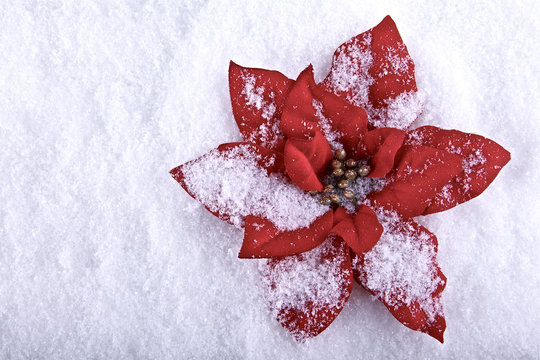 Holiday flowers , red poinsettia on snowflakes background