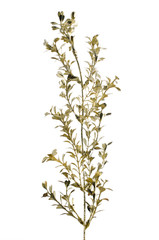 Golden Christmas decoration branches