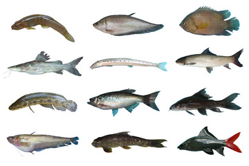 Set Freshwater fish of Thailand