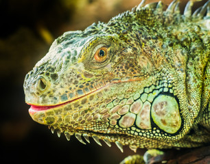 Iguana