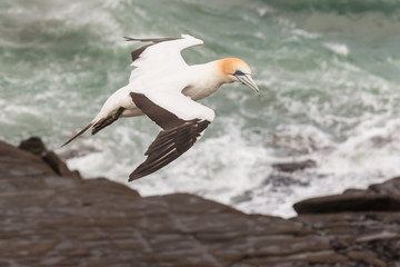 gannet soaring above crashing waves