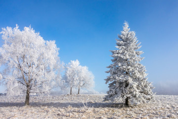 Hoarfrost covered trees