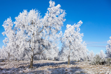 Hoarfrost covered trees