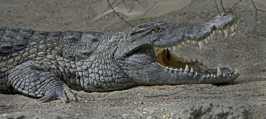 Crocodile de nile 2